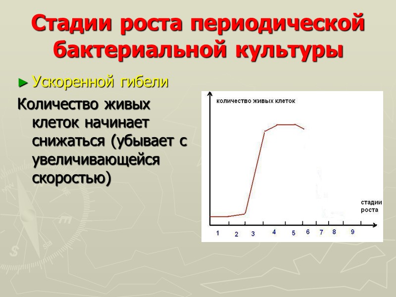 Стадии роста периодической бактериальной культуры Ускоренной гибели  Количество живых клеток начинает снижаться (убывает